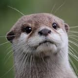 otterz