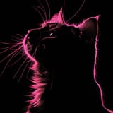 the_D