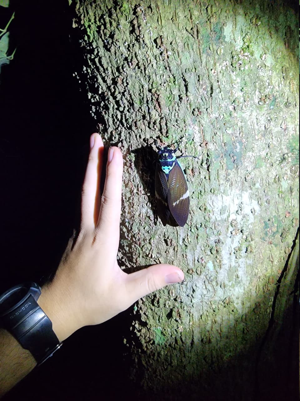 megapx