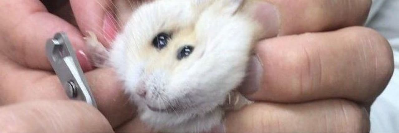 小白