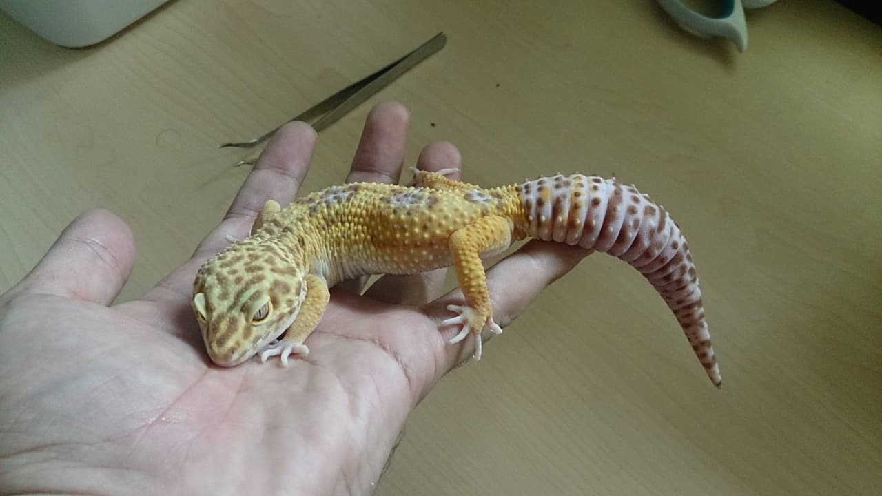 megapx