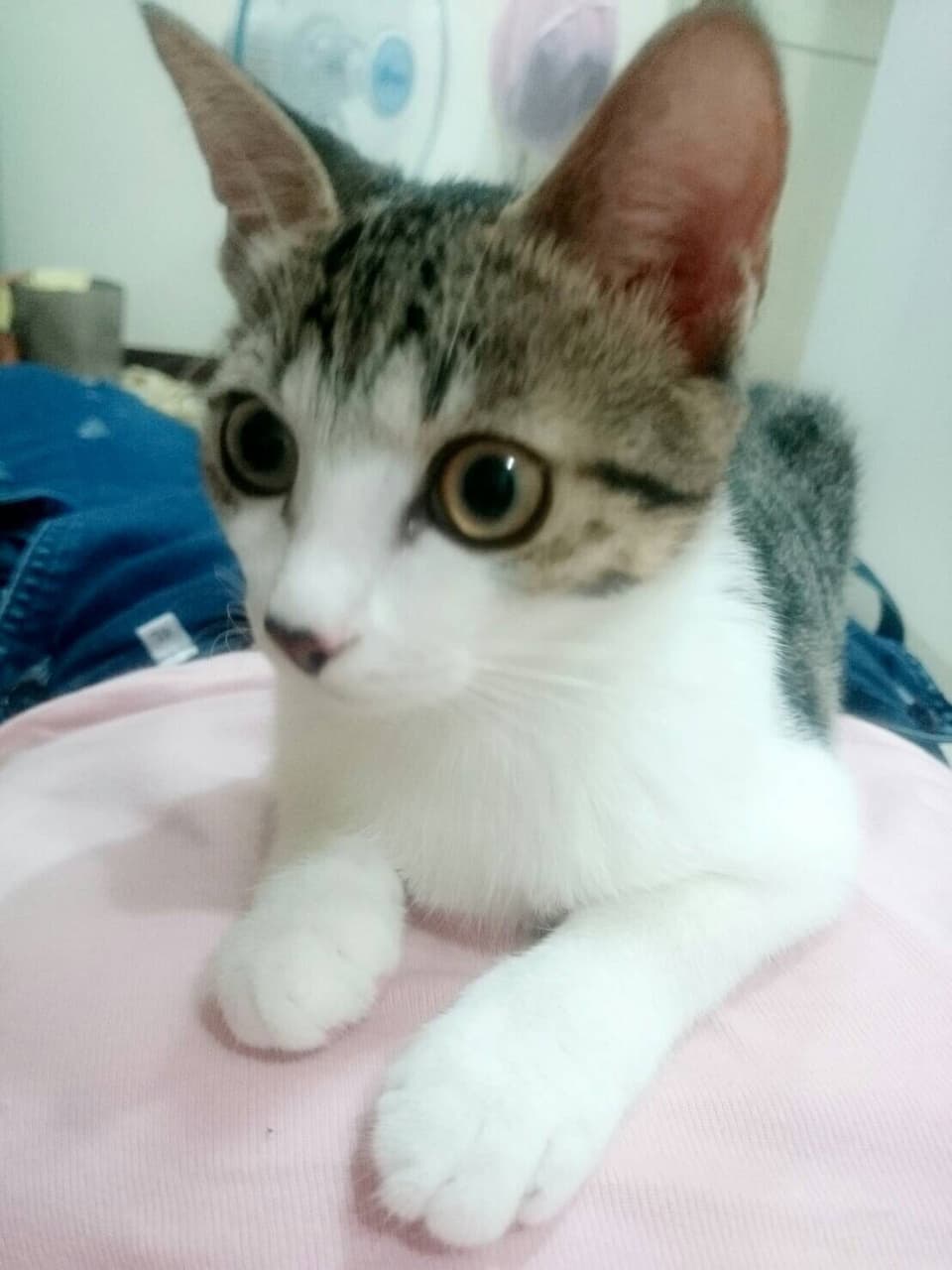 megapx