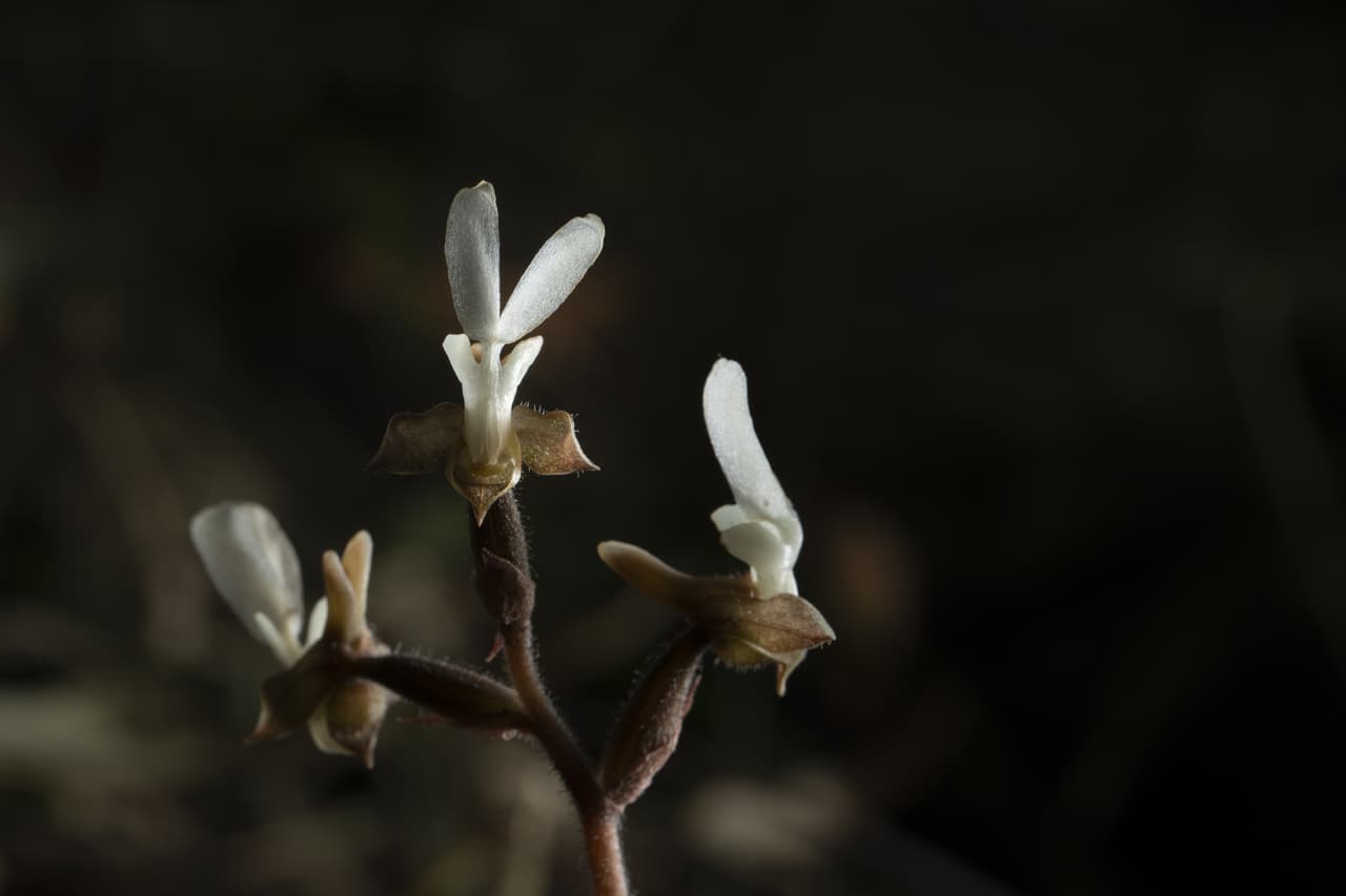 spiranthes 野外露出 Oct. 2023)
