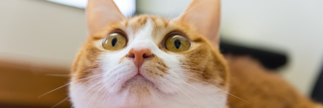 毛