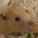 鼠勾以