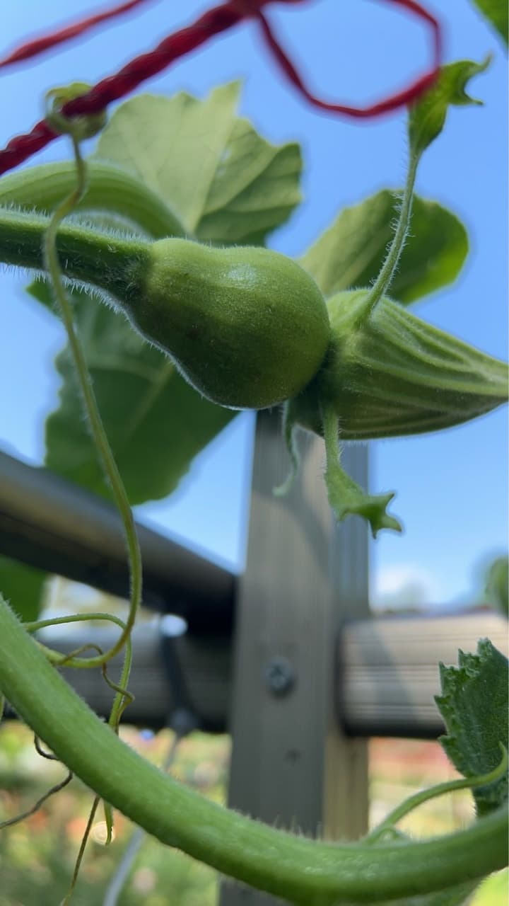 #請益 #請益 這是南瓜還是匏瓜? - 植物板 | Dcard