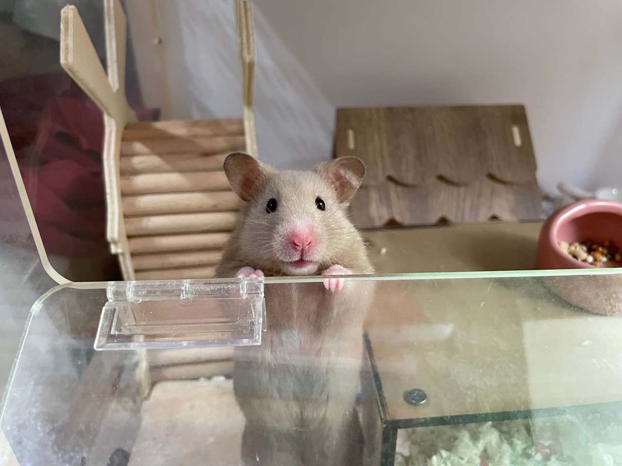 黃金鼠購買- 寵物板| Dcard
