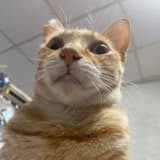 CC感冒糖漿ت