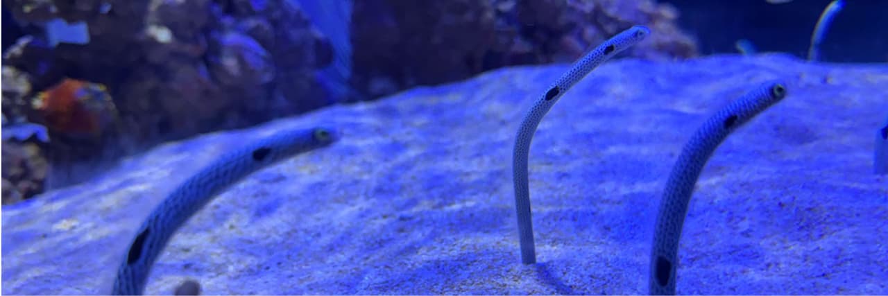 紅蘿蔔