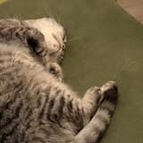 maomaoisacat