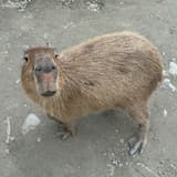 多比