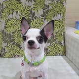 zchieh