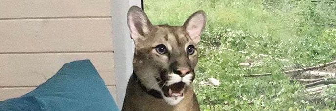 🐈反差萌喵兒🐈
