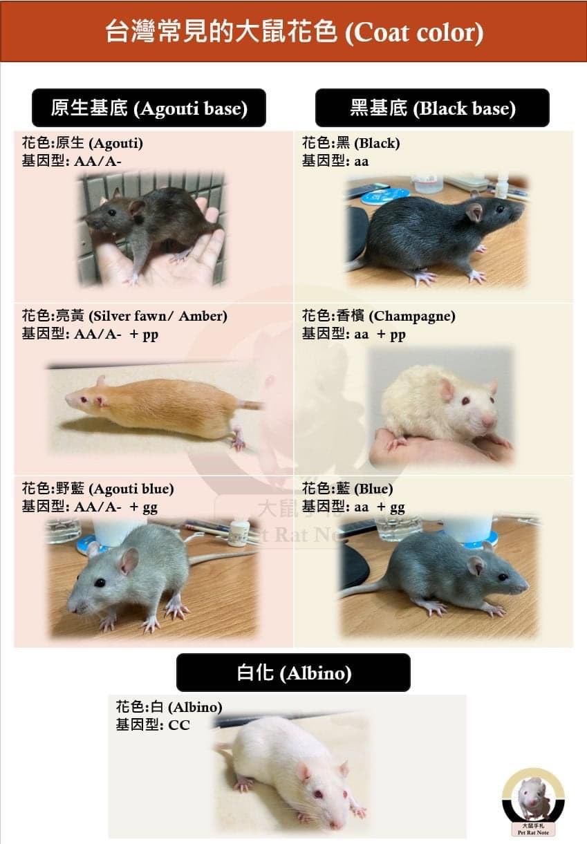 大鼠(花枝鼠)毛色的細節差異 - 寵物板 | Dcard