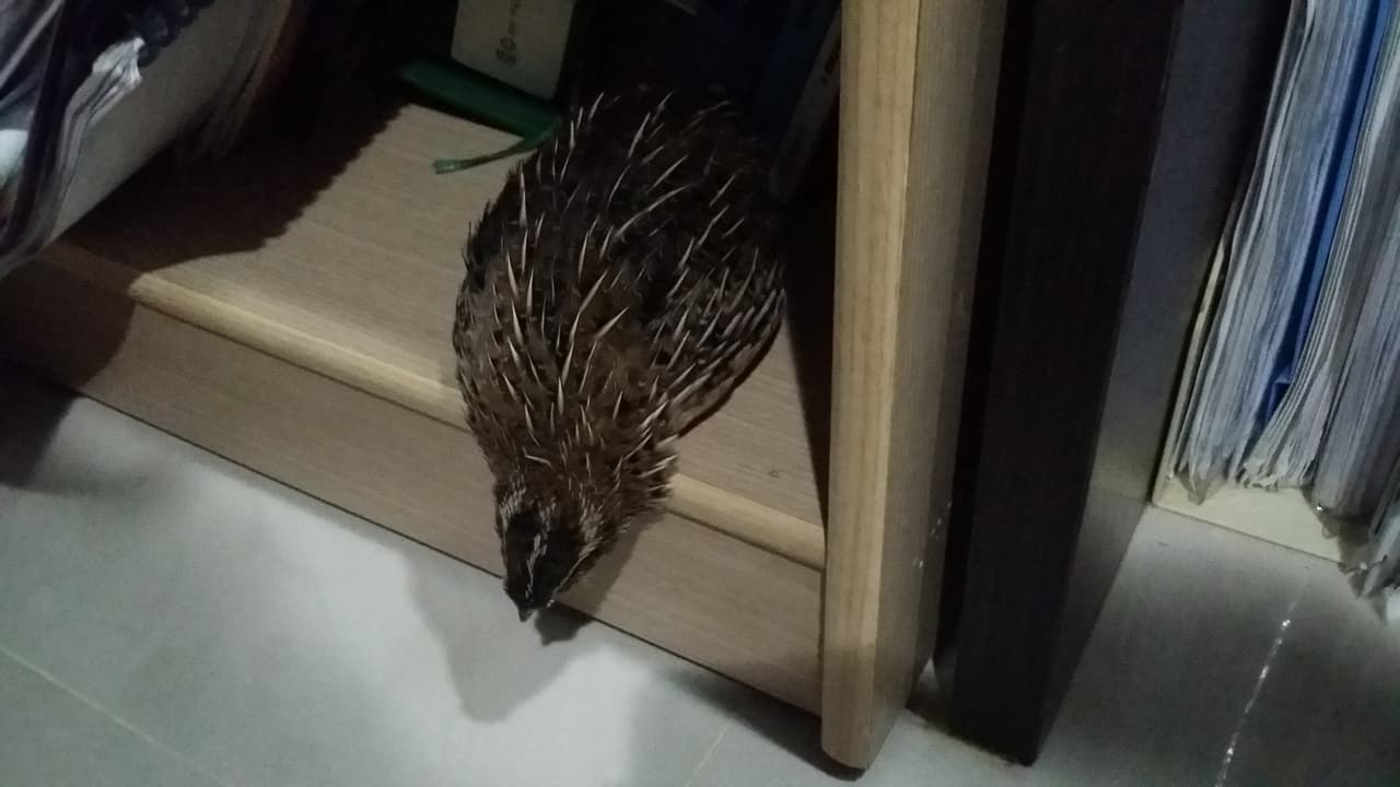megapx
