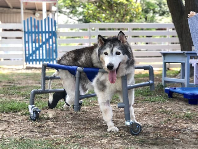 megapx