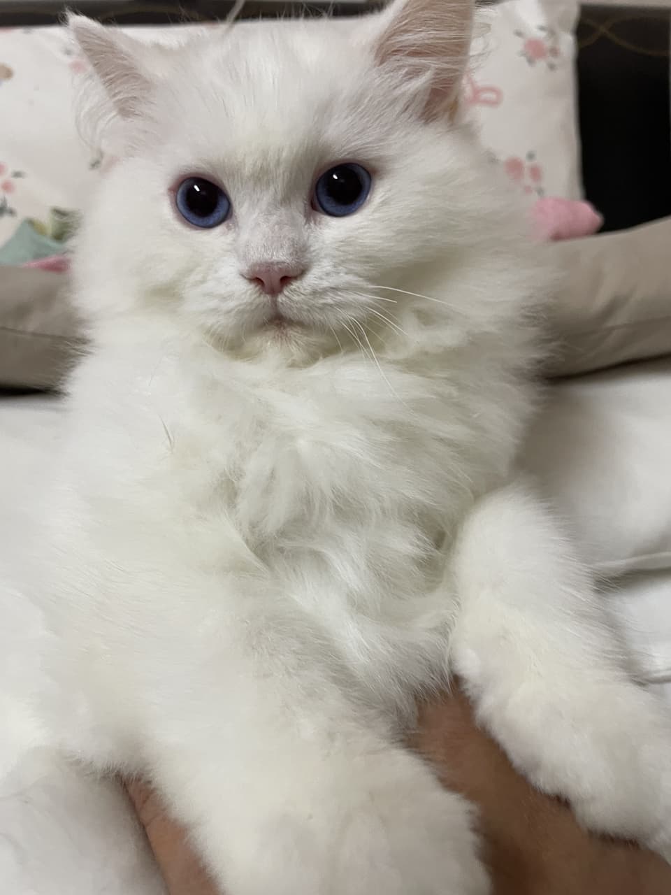 megapx