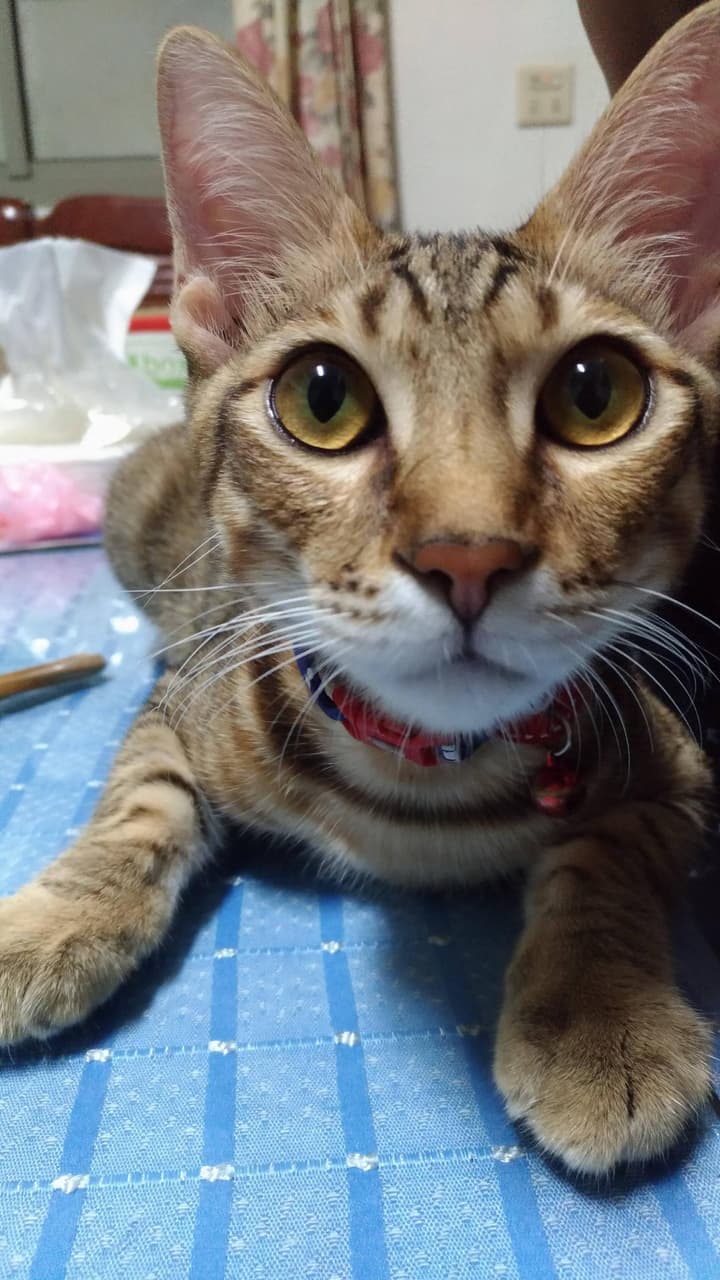 megapx