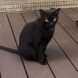 bug_cat_