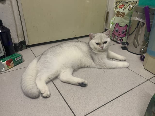 英短樓 寵物板 Dcard