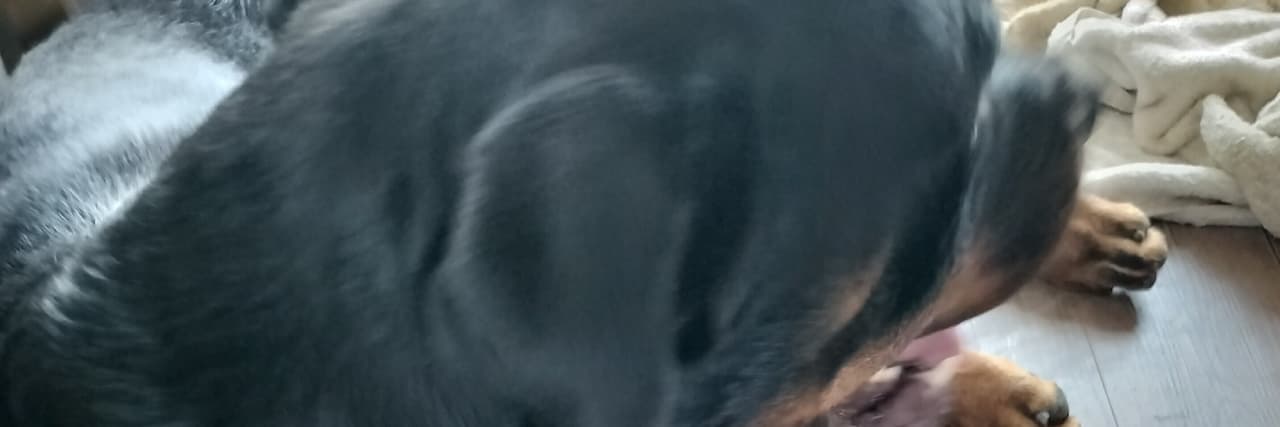 愛睡覺的人