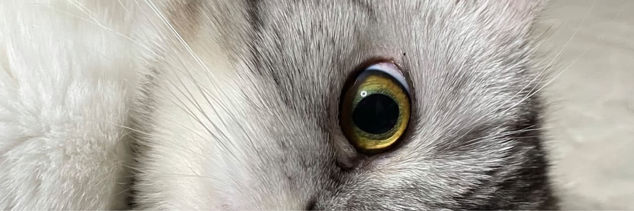 Maybo