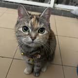 茉莉喵的媽