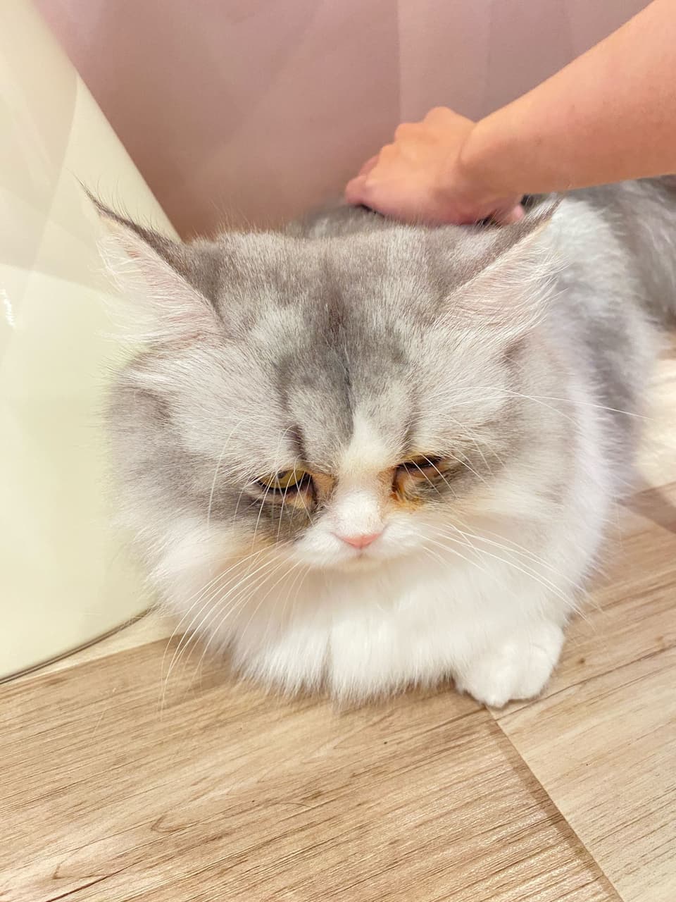 megapx