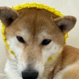 沃夫日常