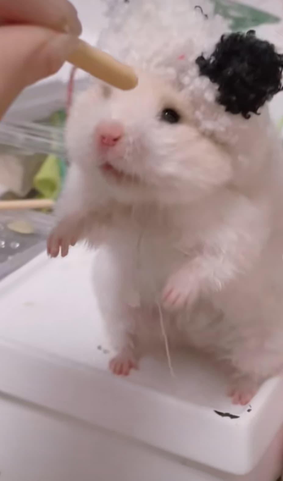 哪裡能買長毛黃金鼠- 寵物板| Dcard