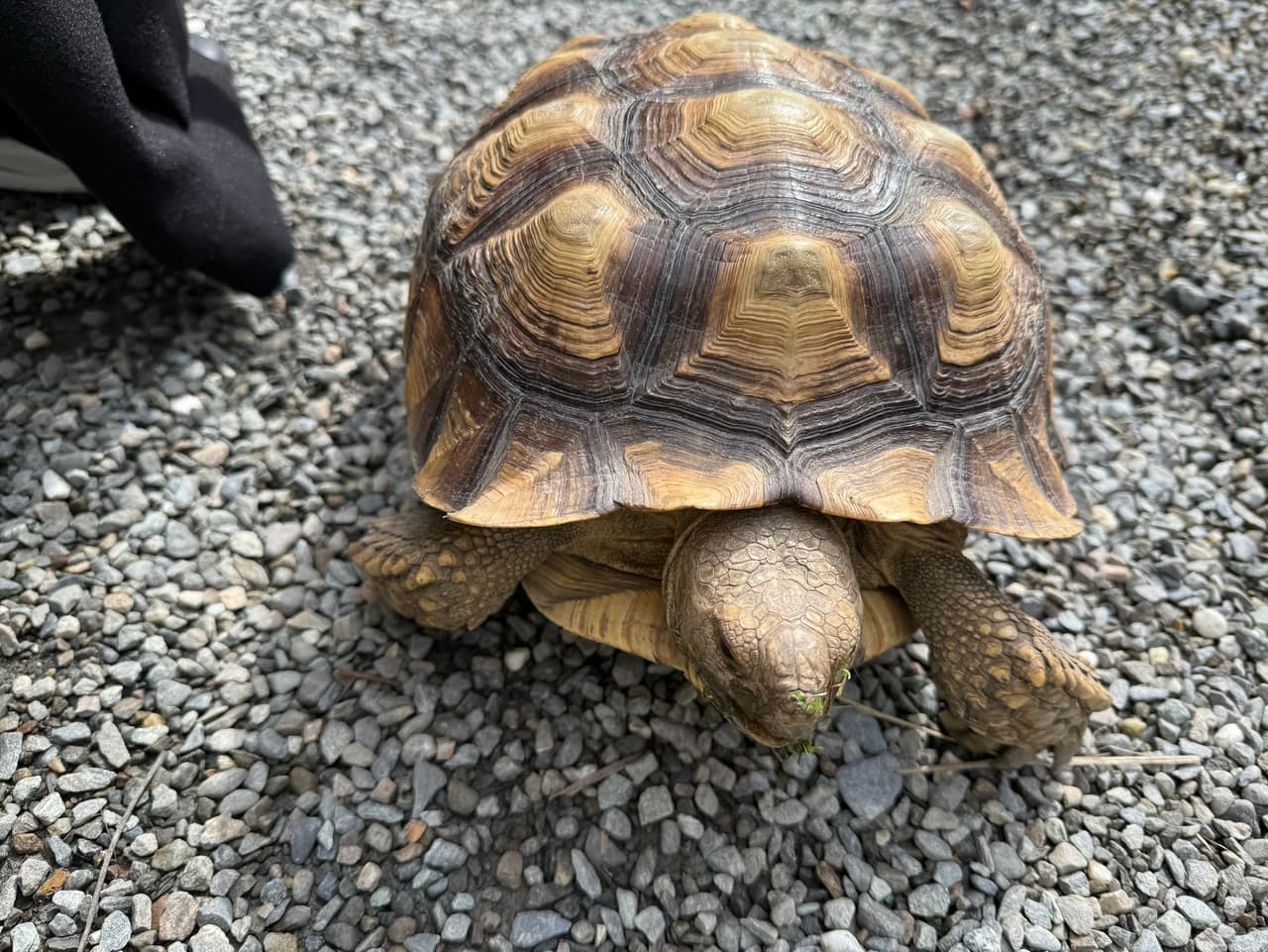 烏龜飼養的精選文章與討論｜Dcard