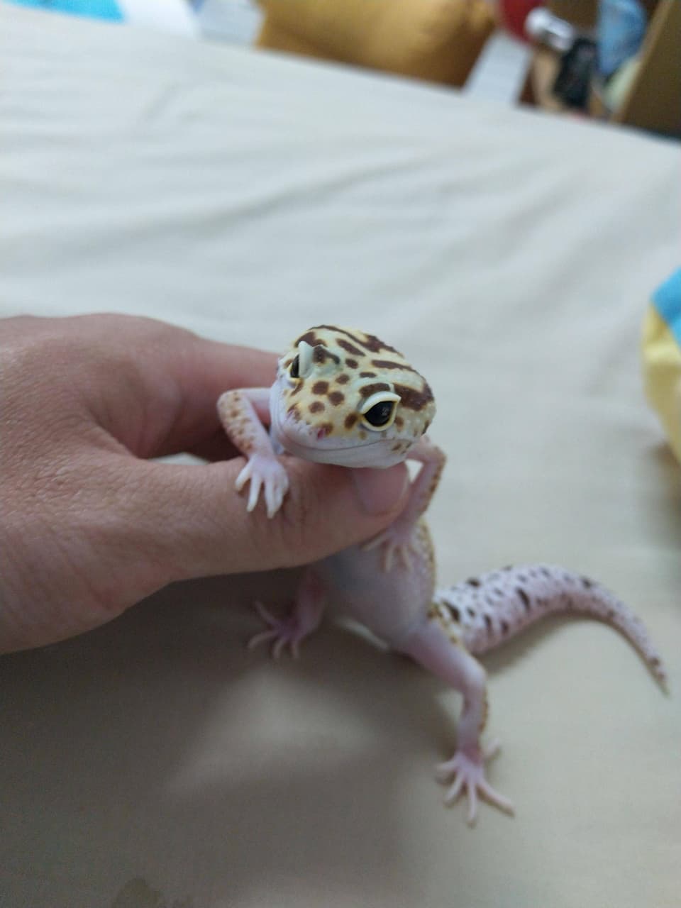 megapx
