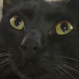aaa