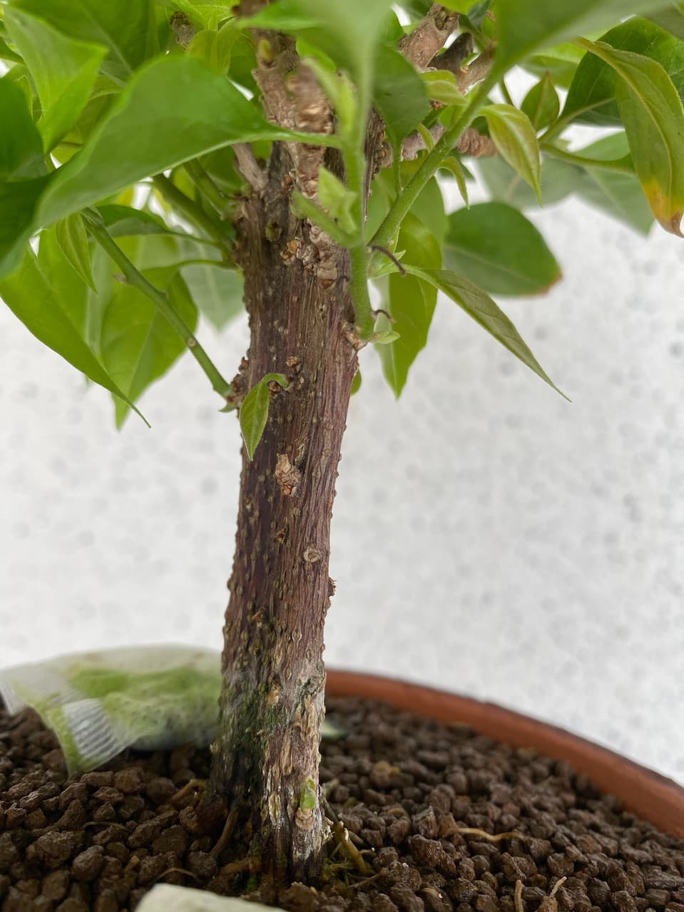 #分享 新年進新貨,趁進貨前清點空間 - 植物板 | Dcard