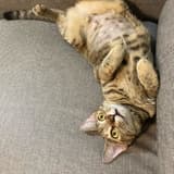 Evaaaaa