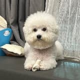 Y