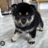 little_shiba_nu