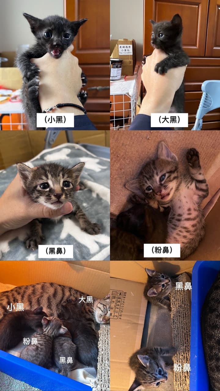 彰化貓咪送養- 寵物板| Dcard