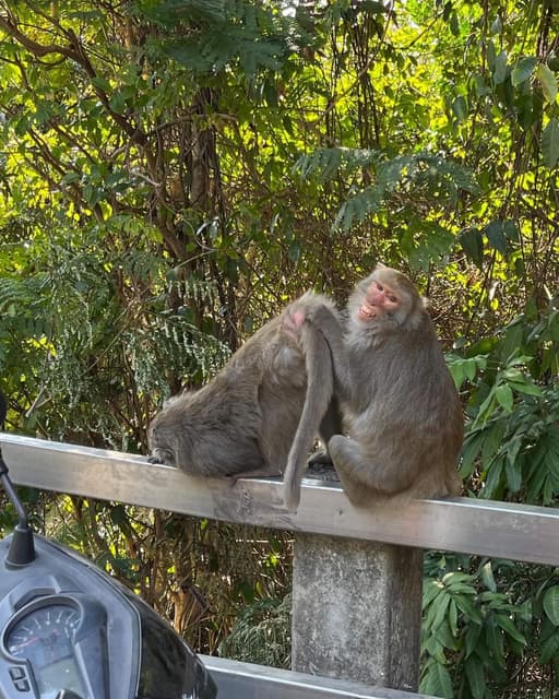 讀國立西子灣猴猴大學的五大好處 - 考試板 | Dcard
