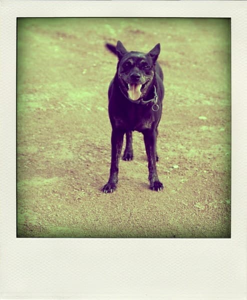 megapx