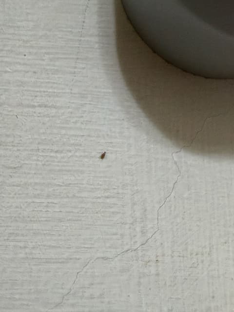 請益請問這是什麼蟲？ - 昆蟲板| Dcard