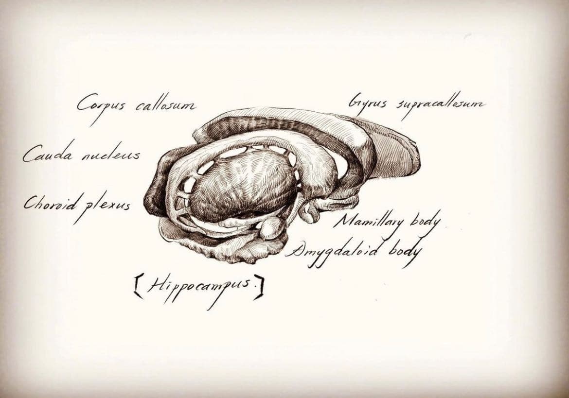 [Hippocampus anatomy | 海馬迴解剖學] - Escarectomy (@phlebitis) | Dcard