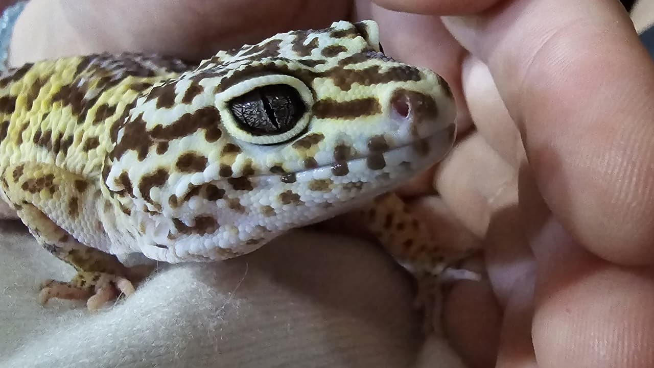 megapx