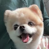 安安