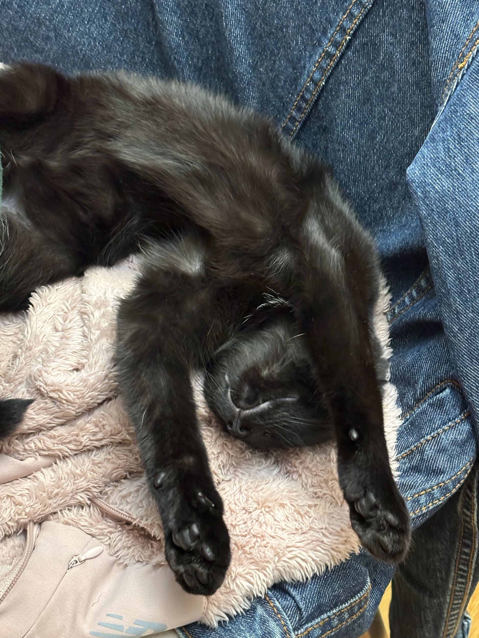 養貓之後睡不飽- 寵物板| Dcard