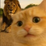 Liiiii