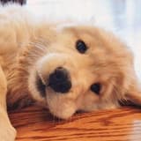 awooo