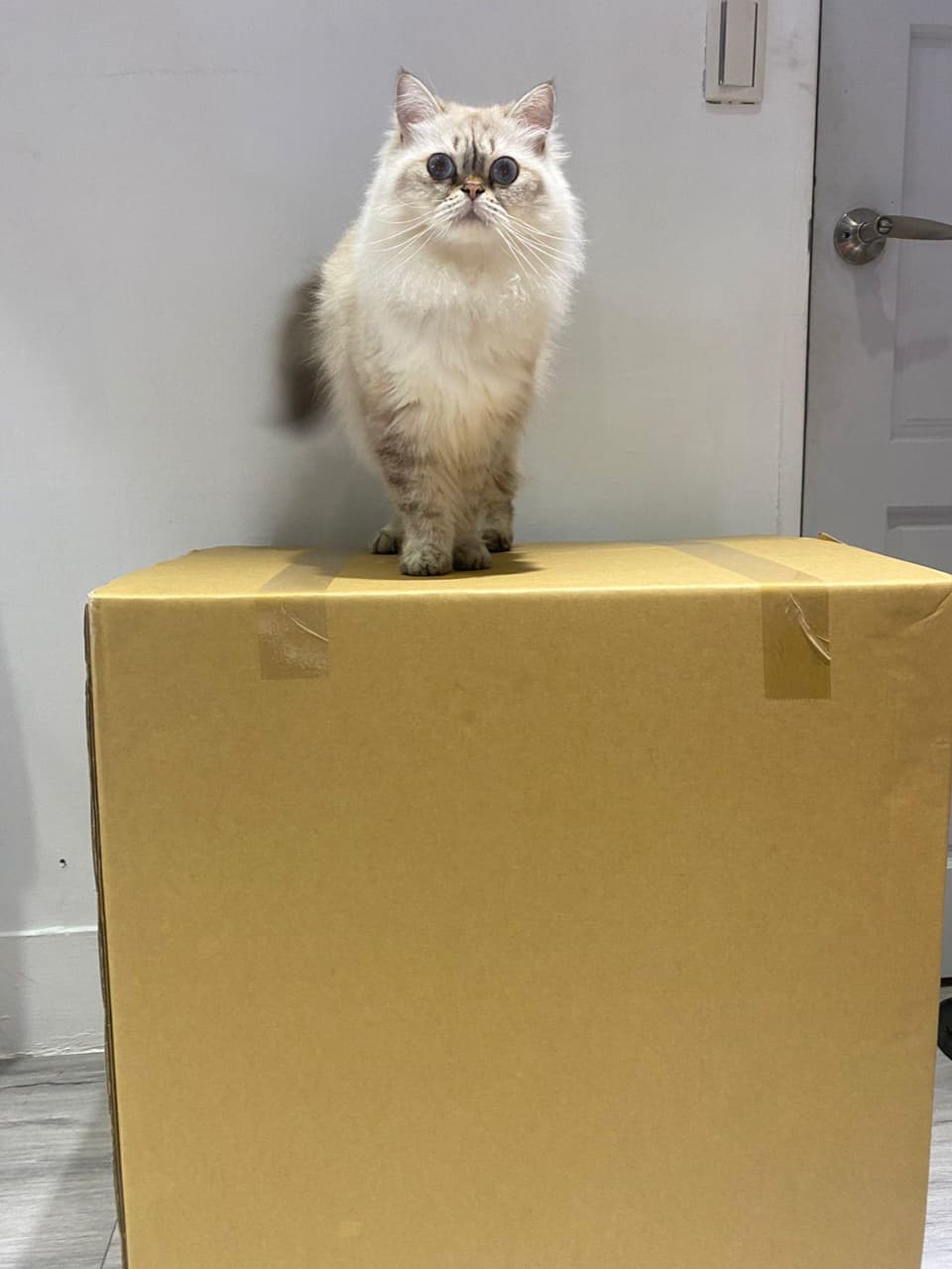 megapx