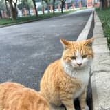 橘白