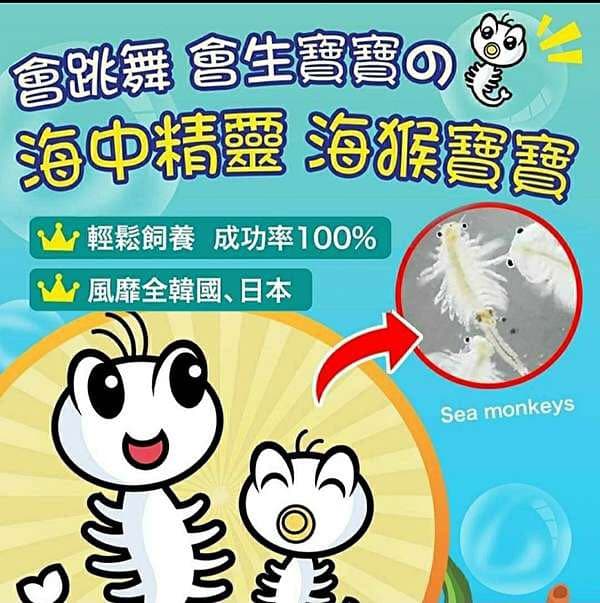 巨童海猴寶寶來了！ - 國立澎湖科技大學板 | Dcard